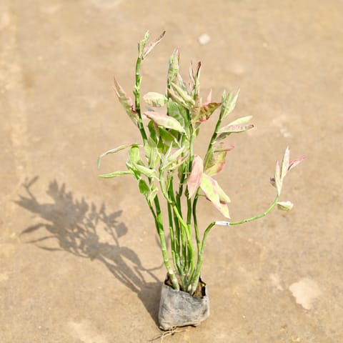 Pedilanthus / Devil's Backbone in 4 Inch Nursery bag