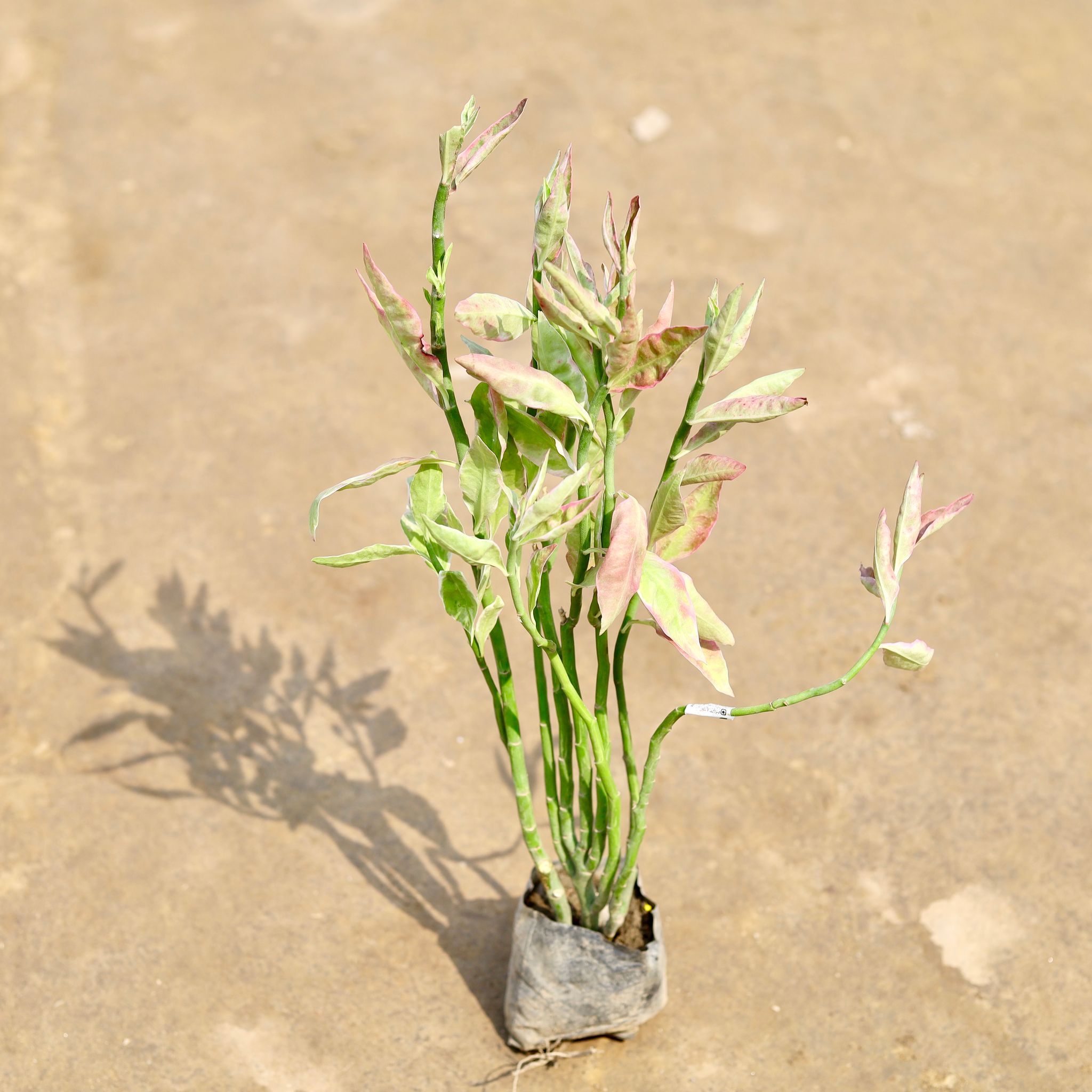 Pedilanthus / Devil's Backbone in 4 Inch Nursery bag