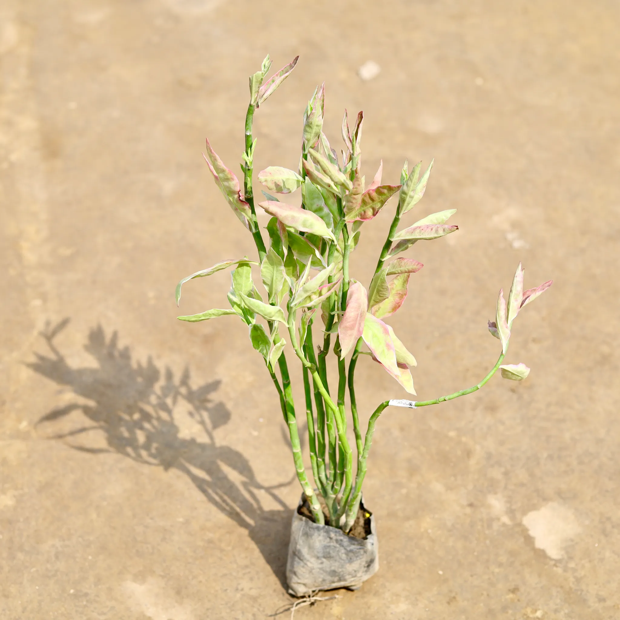 Pedilanthus / Devil's Backbone in 4 Inch Nursery bag