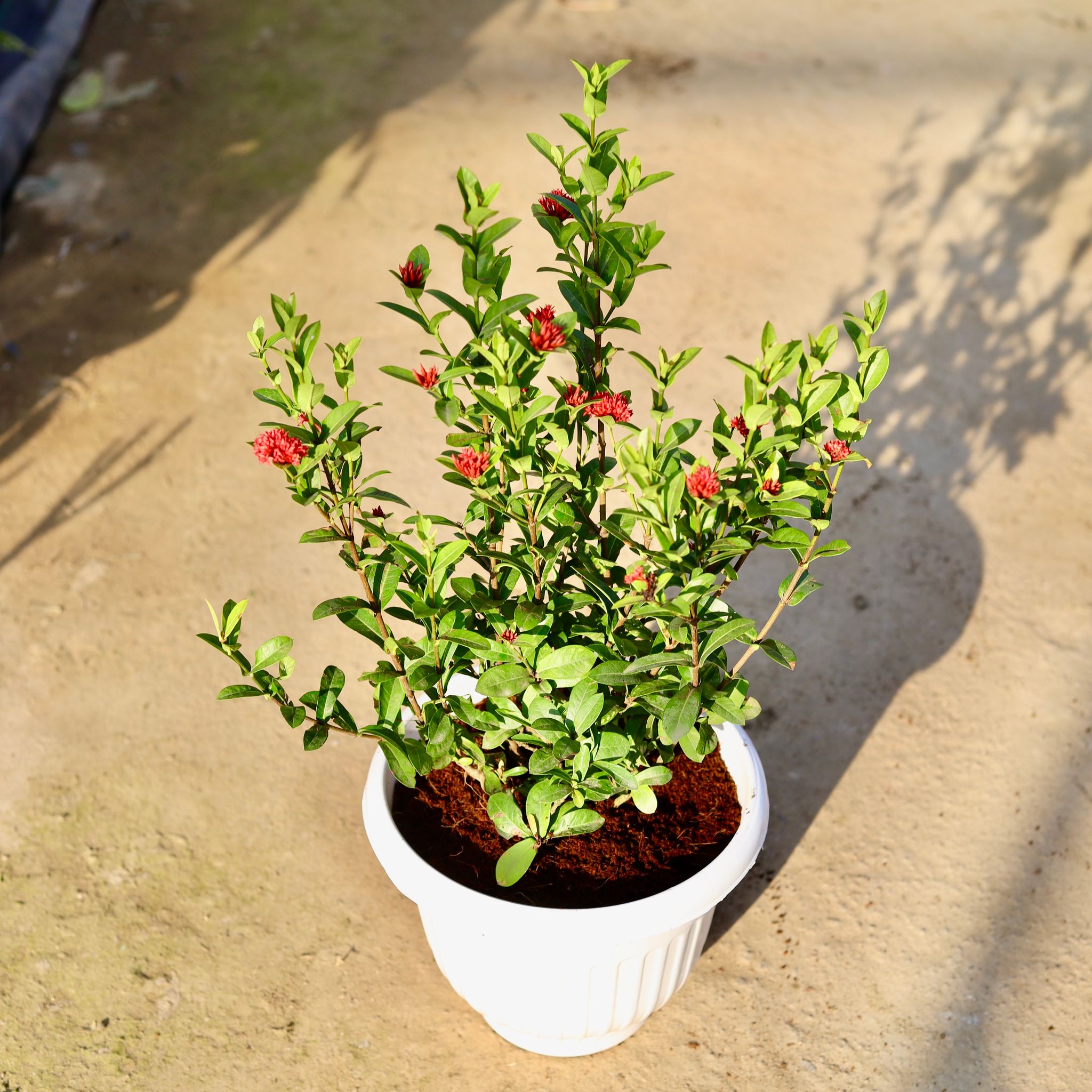 Ixora Dwarf (Any Colour) in 10 Inch White Olive Plastic Pot