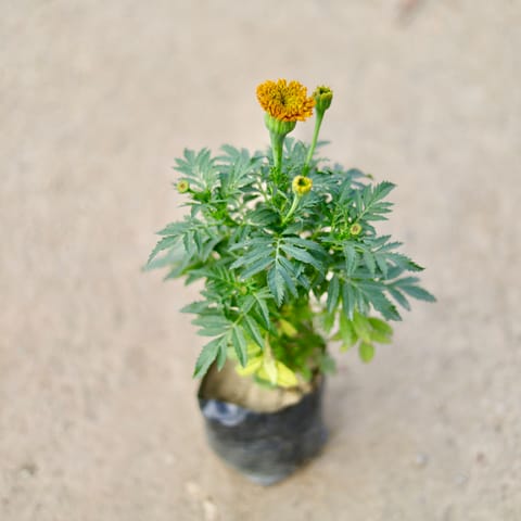 Marigold / Genda Orange in 4 Inch Nursery bag