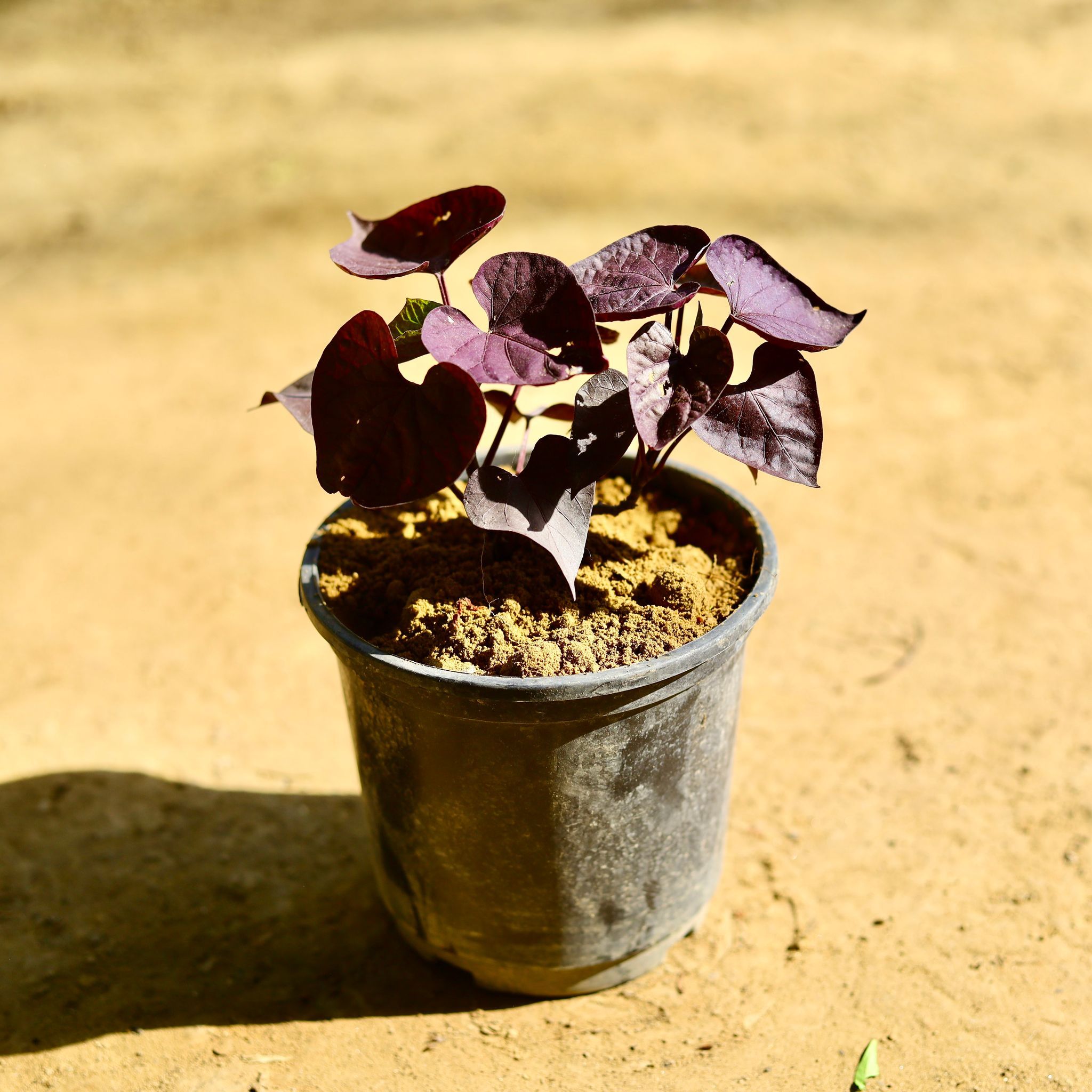 Ipomea Black / Sweet Potato Vine in 6 Inch Nursery Pot