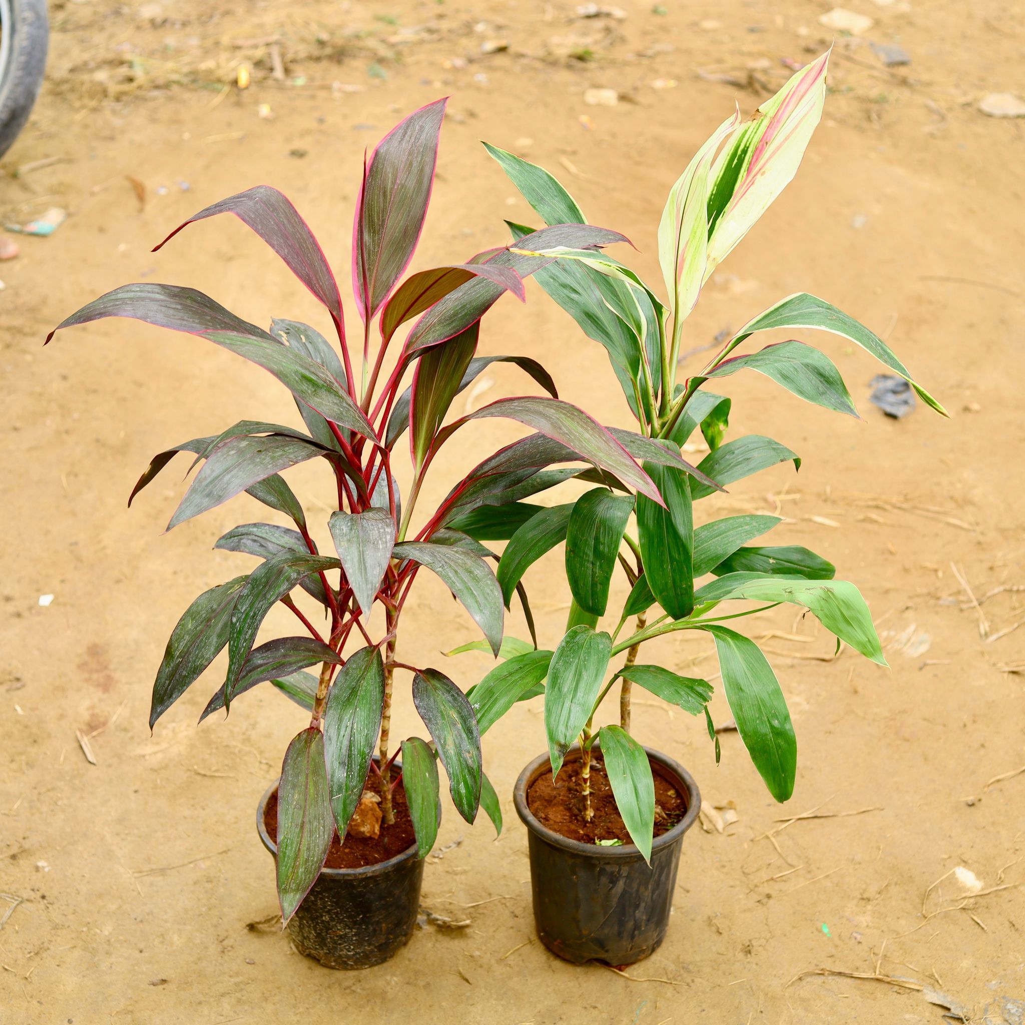 Set of 2 - Dracaena (Green & Rosea) in 8 Inch Nursery Pot