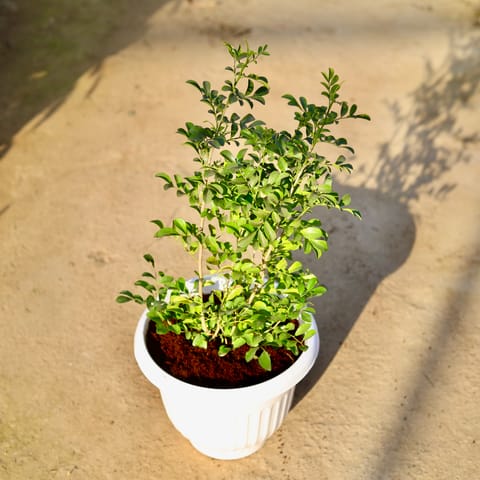 Madhu Kamini in 10 Inch Live Plant White Olive Plastic Pot