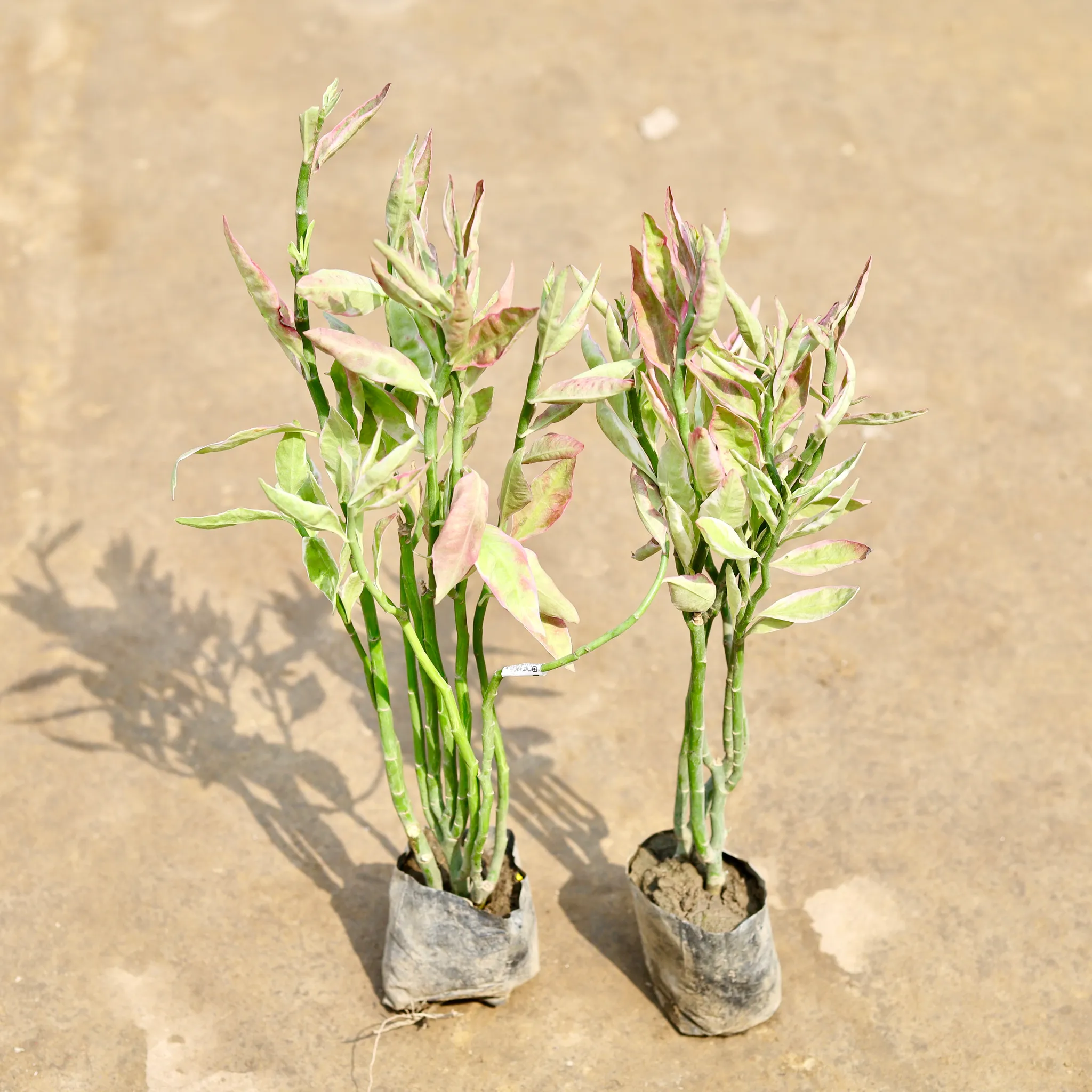 Set of 2 - Pedilanthus / Devil's Backbone in 4 Inch Nursery bag