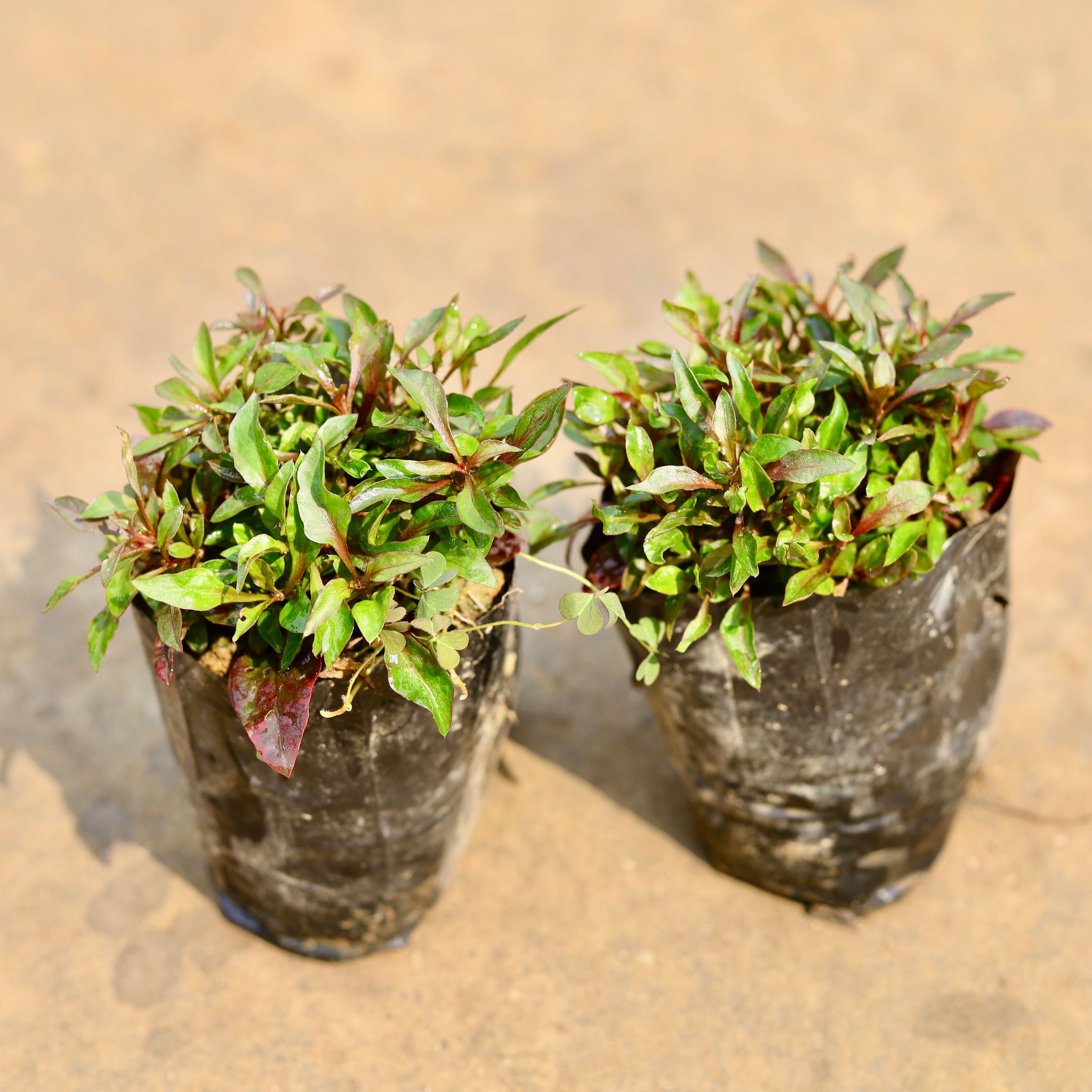 Set of 2 - Alternanthera Red in 4 Inch Nursery bag