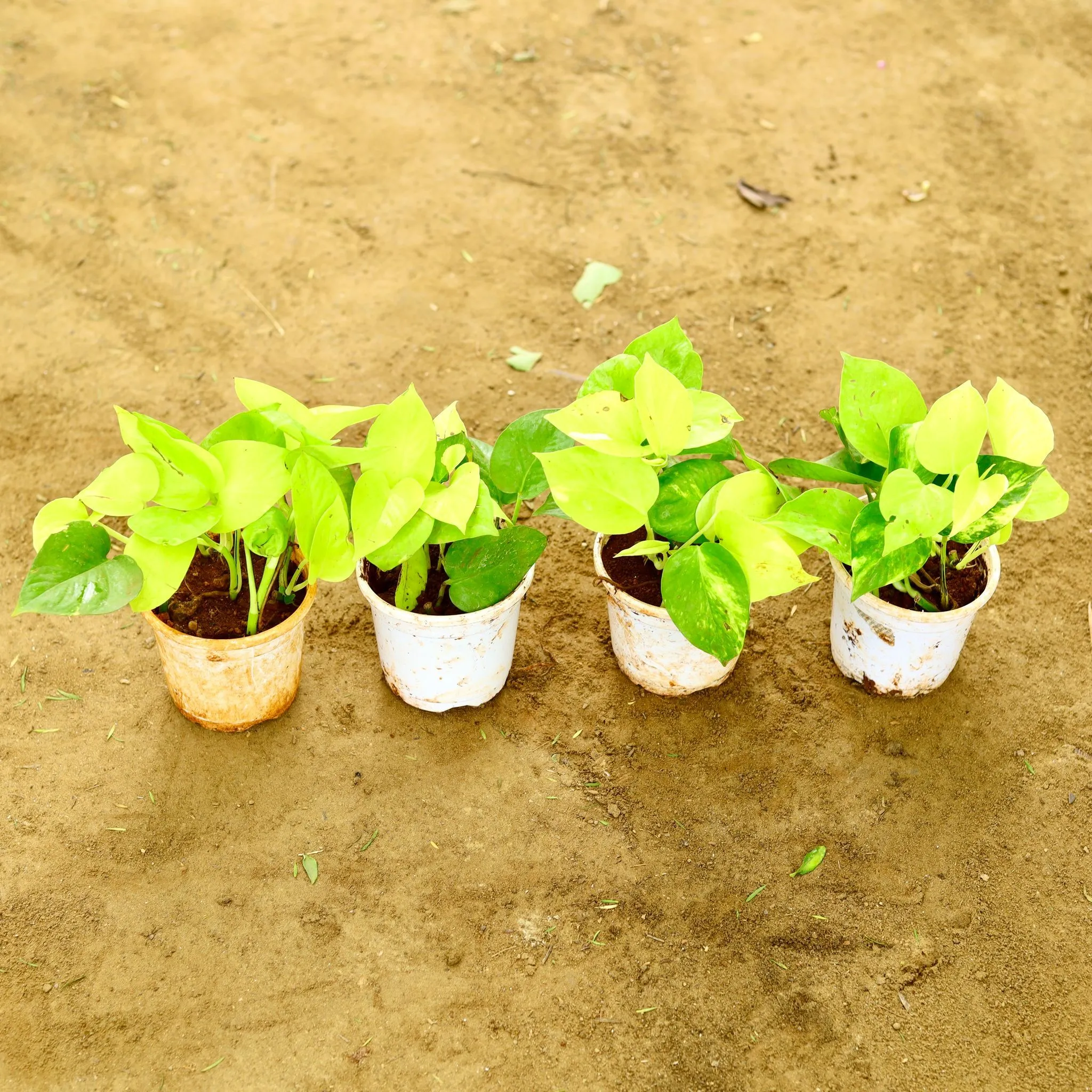Set of 4 - Golden Money Plant in 4 Inch Nursery Pot