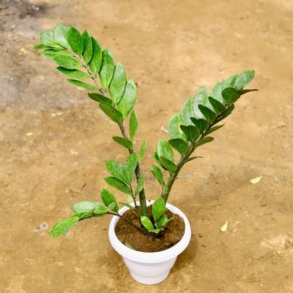 Buy Zz Green (~ 2.5 Ft) in 8 Inch White Classy Plastic Pot Online | Urvann.com