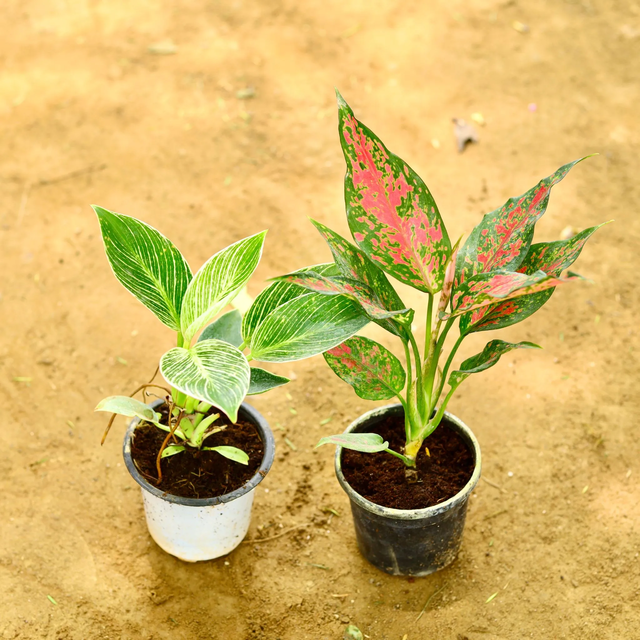 Set of 2 - Aglaonema (Pink & Birkin) in 4 Inch Nursery Pot
