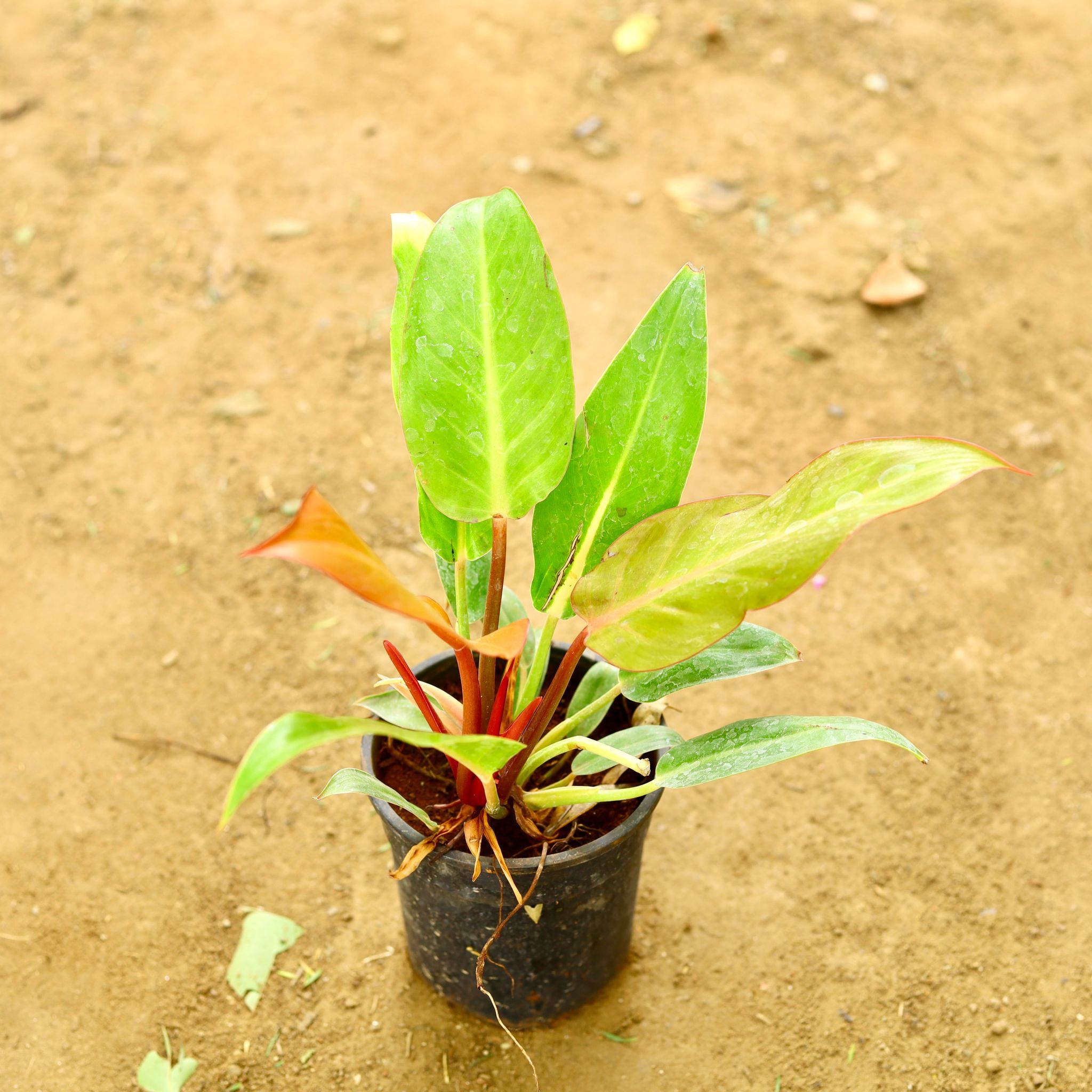 Philodendron red in 6 Inch Nursery Pot
