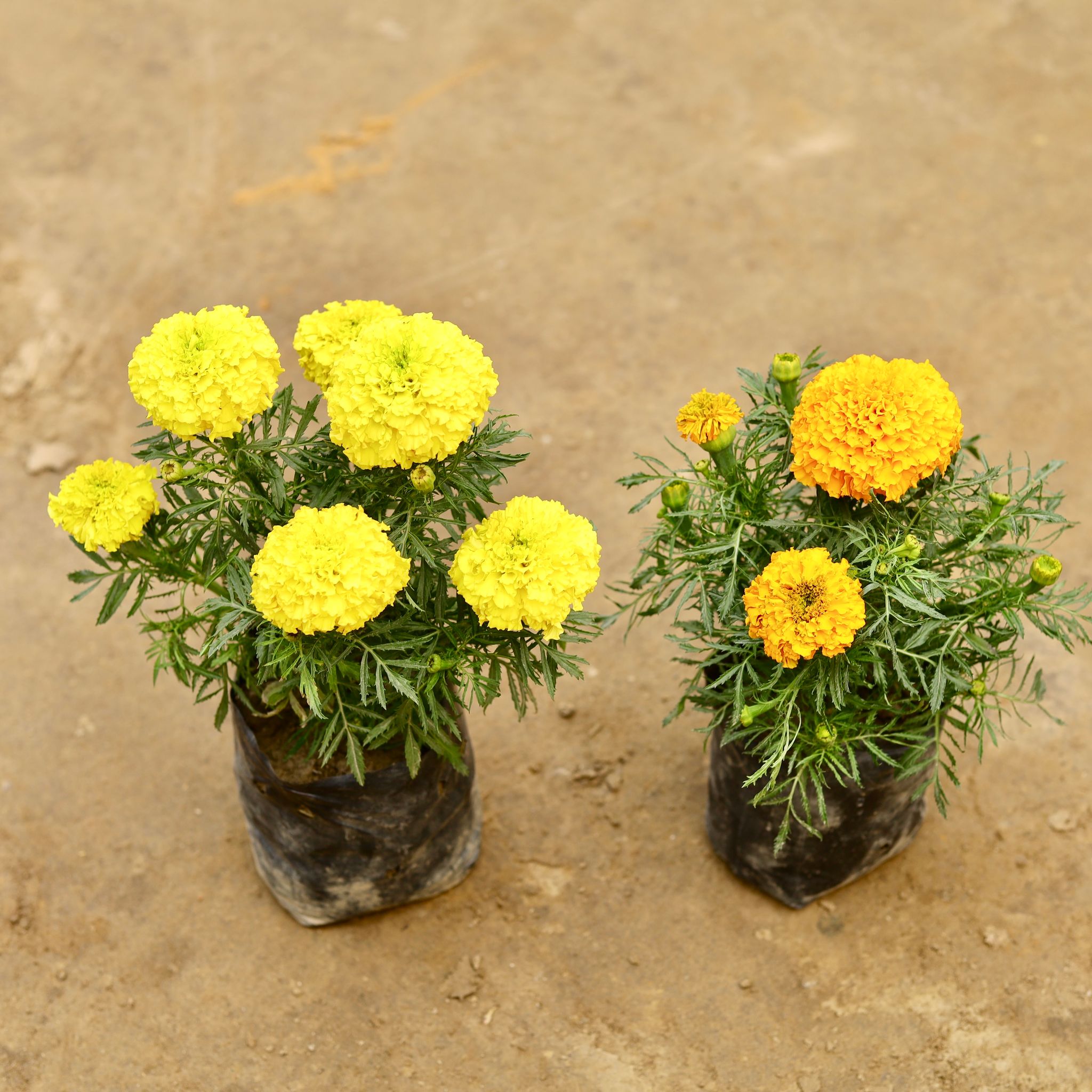 Set of 2 - Marigold / Genda (Any Colour) in 5 Inch Nursery bag