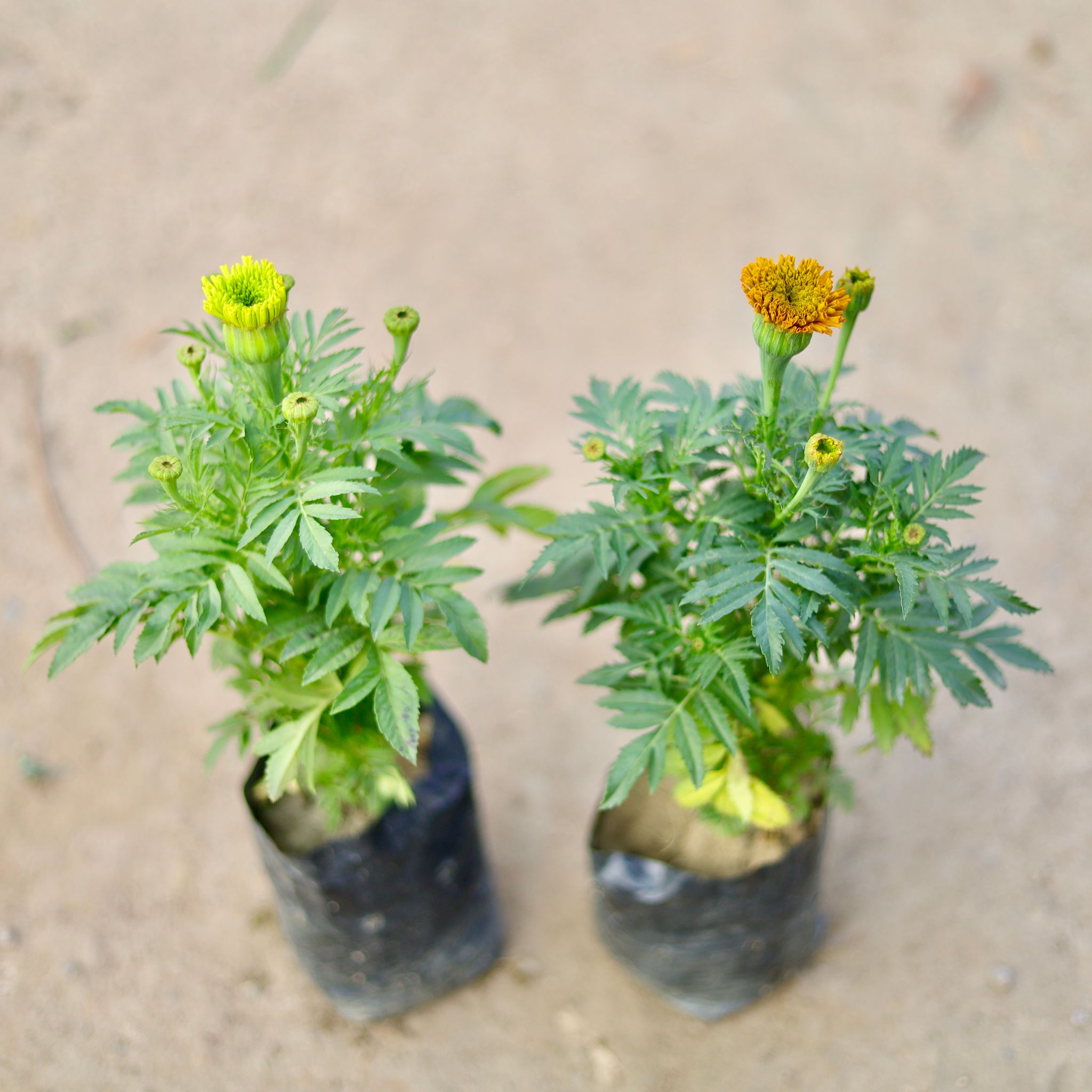Set of 2 - Marigold / Genda (Any Colour) in 4 Inch Nursery bag