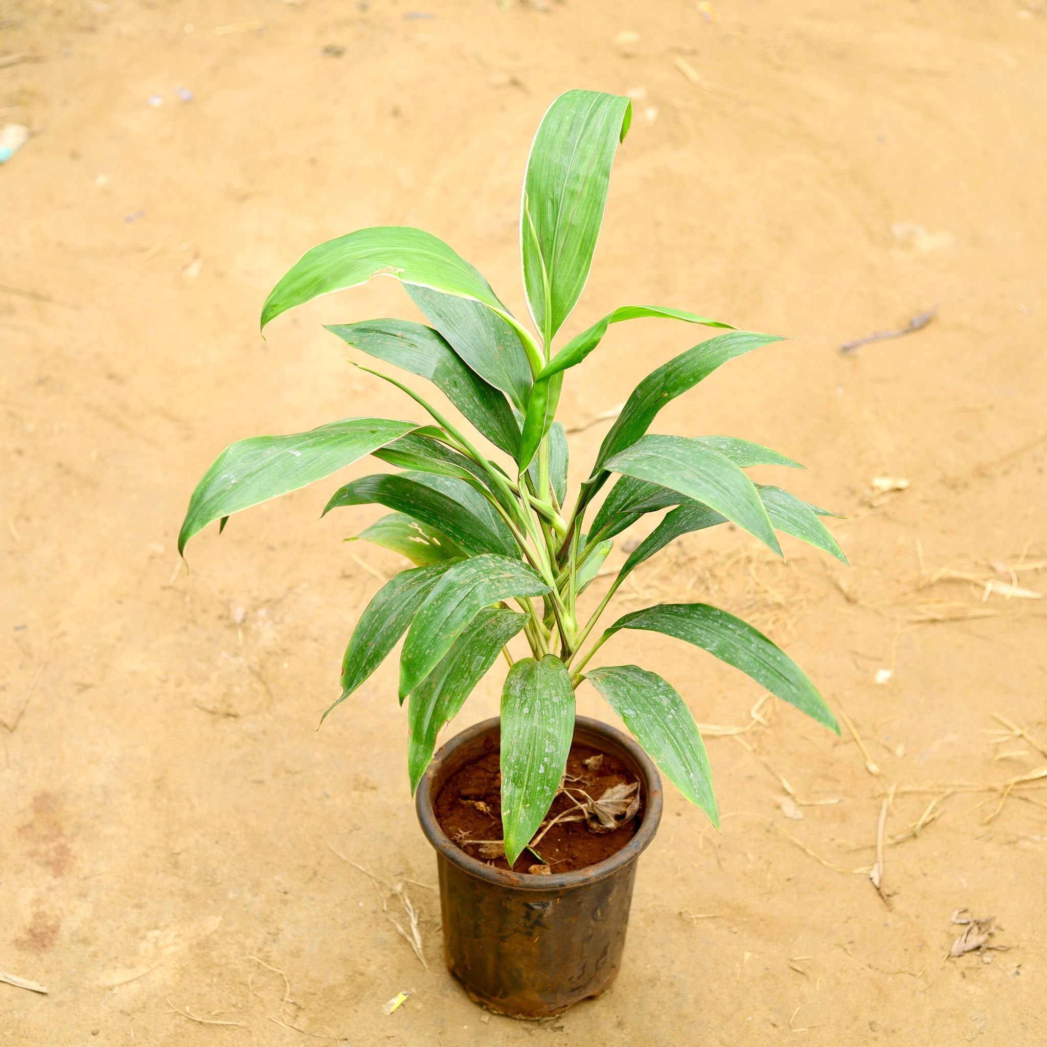 Dracaena Green (~ 3 Ft) in 8 Inch Nursery Pot