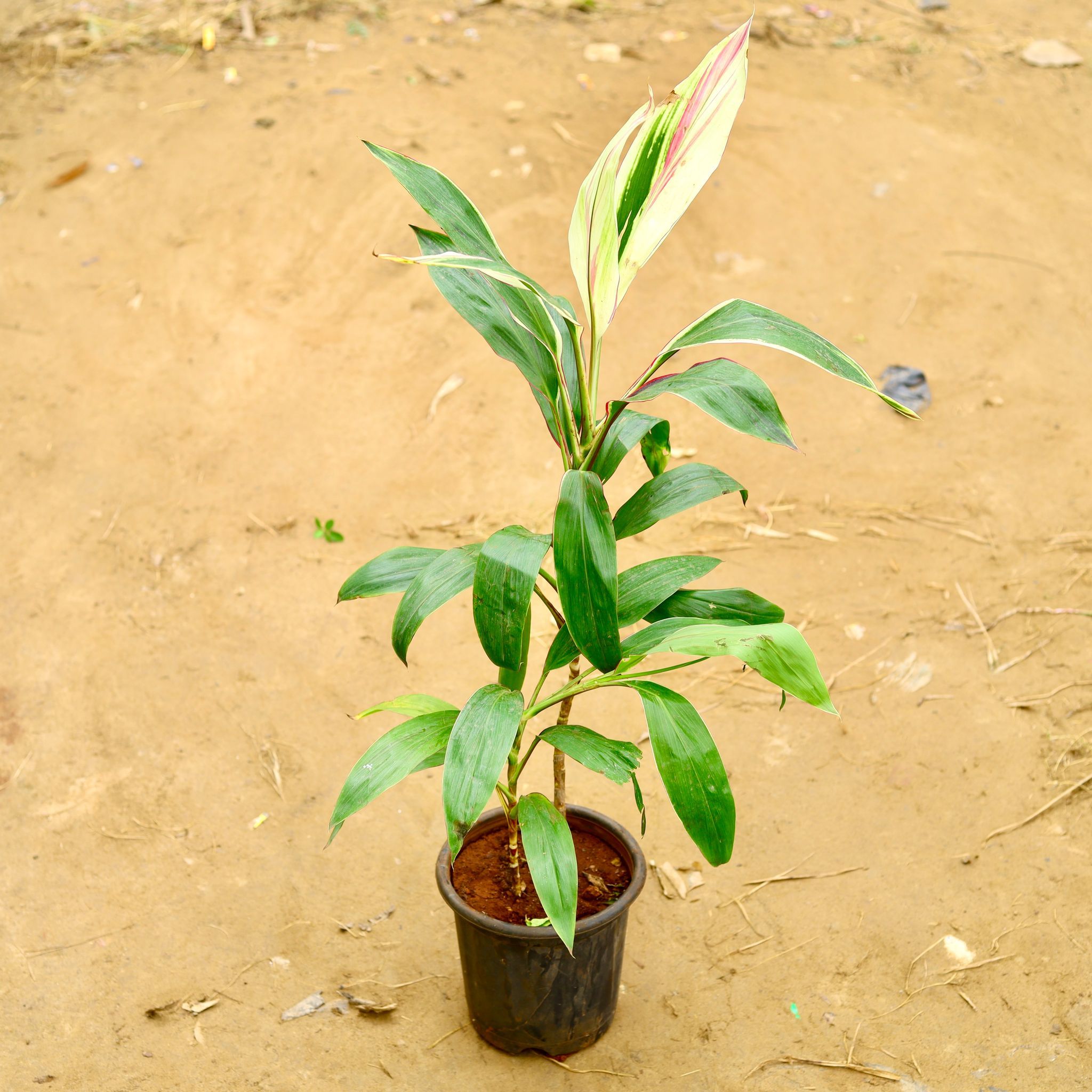 Dracaena Green in 8 Inch Nursery Pot