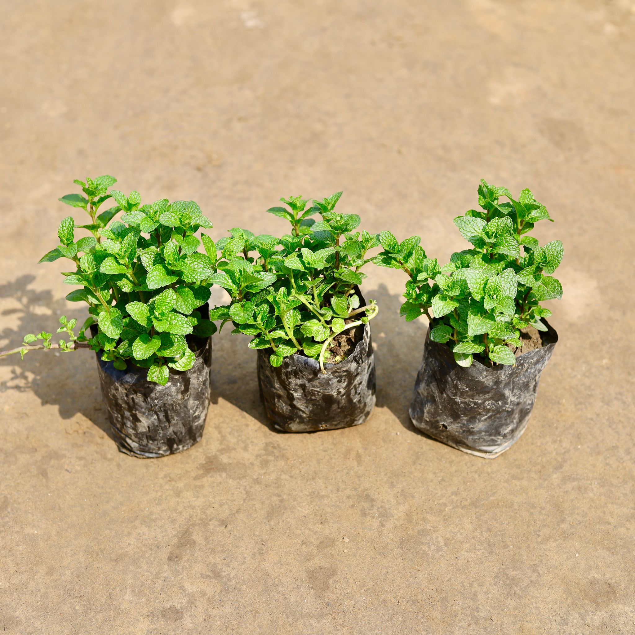 Set of 3 - Mint / Pudina in 4 Inch Nursery bag