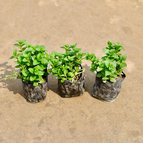 Set of 3 - Mint / Pudina in 4 Inch Nursery bag