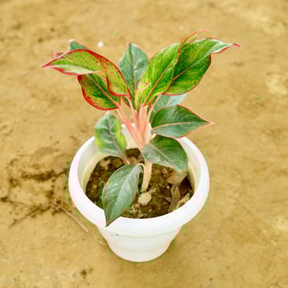 Buy Aglaonema Lipstick in 8 Inch White Classy Plastic Pot Online | Urvann.com