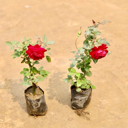 Buy Set of 2 - Desi Gulab / Rose (Any colour) in 4 Inch Nursery bag | Urvann.com
