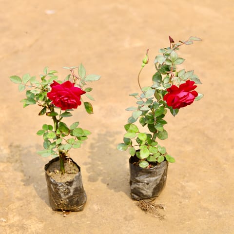Set of 2 - Desi Gulab / Rose (Any colour) in 4 Inch Nursery bag