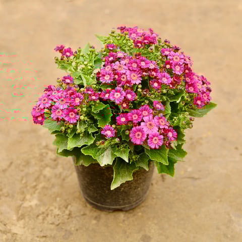 Cineraria (Any Colour) in 6 Inch Nursery Pot