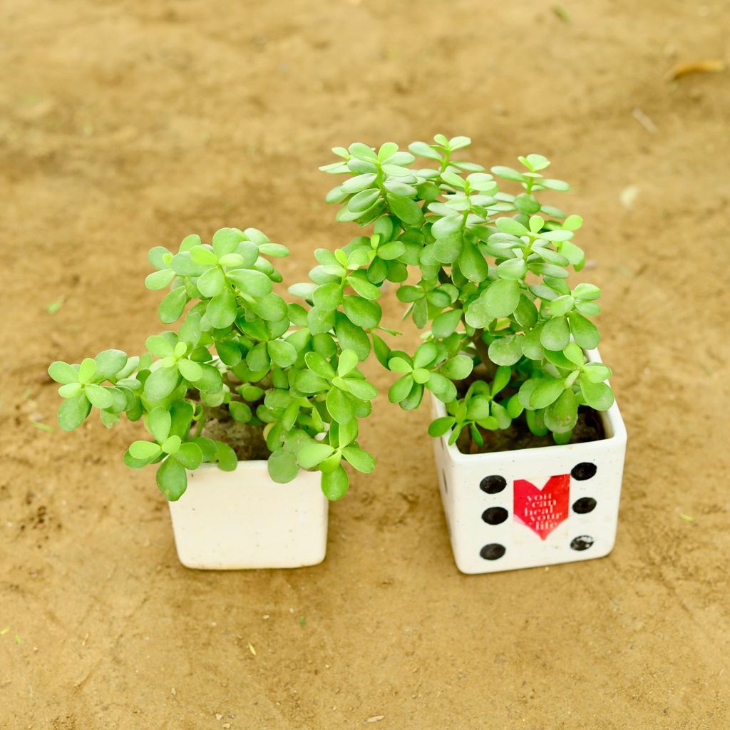 Buy Set of 2 - Jungle Jade (Pune Variety) in 4 Inch Classy White Square Ceramic Pot Online | Urvann.com Set of 2 - Jungle Jade (Pune Variety) in 4 Inch Classy White Square Ceramic Pot