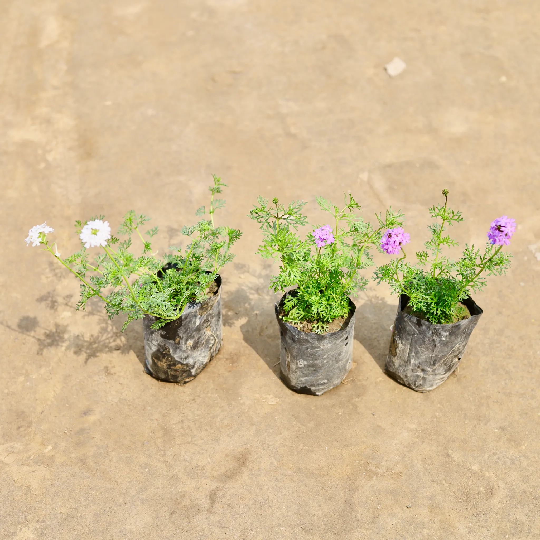 Set of 3 - Verbena (Any Colour) in 4 Inch Nursery bag