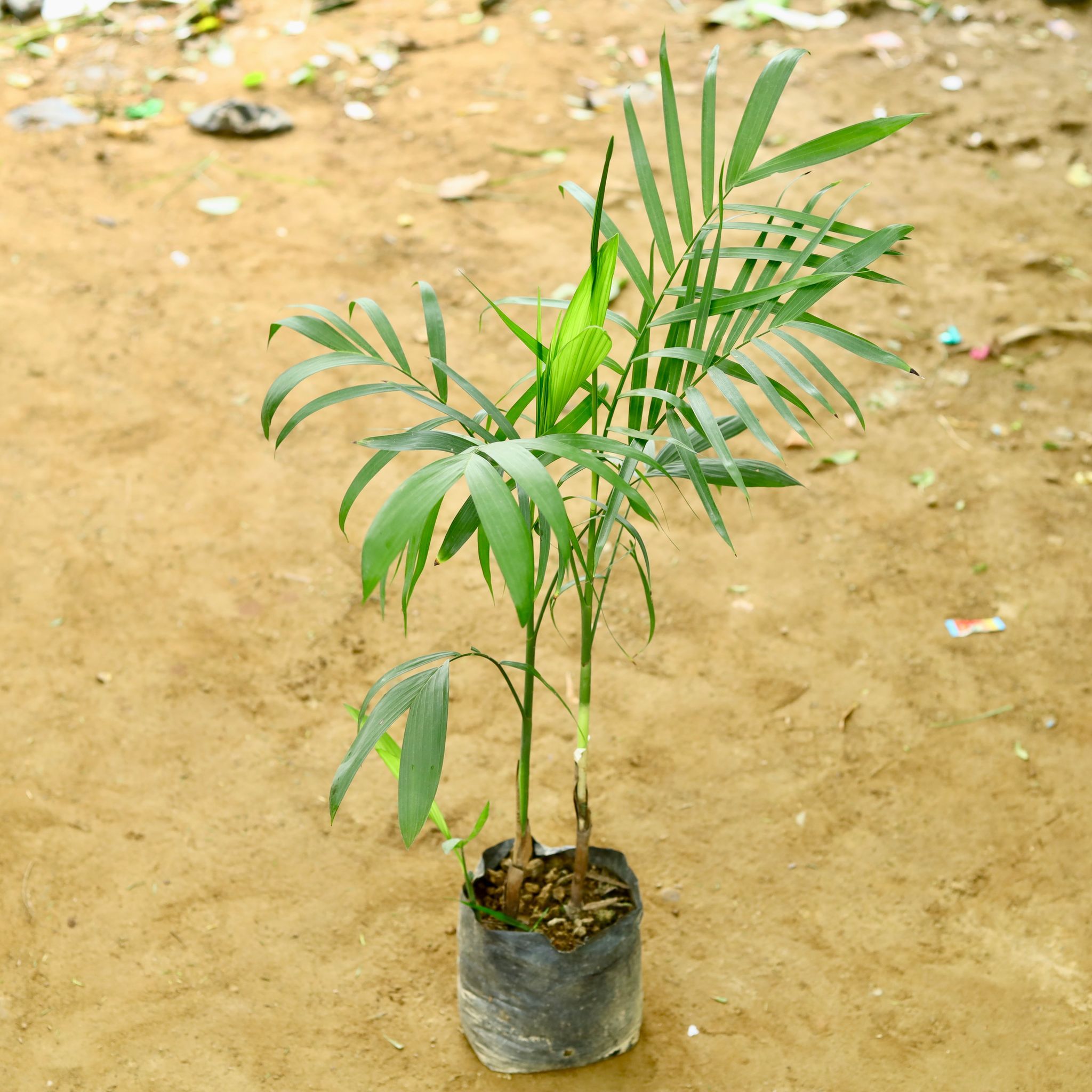 Chikotiya / Sepotia Palm in 6 Inch Nursery Bag