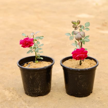 Buy Set of 2 - Desi Gulab / Rose (Any colour) in 6 Inch Nursery Pot | Urvann.com