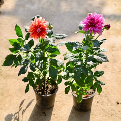 Set of 2 - Dahlia (Any Colour) in 8Inch Nursery Pot