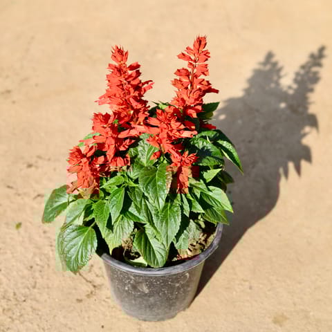 Savia Red in 6 Inch Nursery Pot