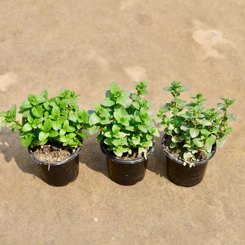 Buy Set of 2 - Mint / Pudina in 4 Inch Nursery Pot | Urvann.com Set of 2 - Mint / Pudina in 4 Inch Nursery Pot