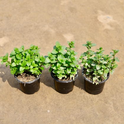 Buy Set of 2 - Mint / Pudina in 4 Inch Nursery Pot | Urvann.com