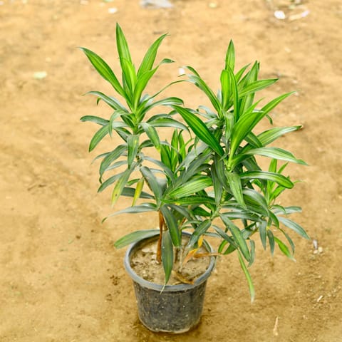 Song of India Green in 8 Inch Nursery Pot