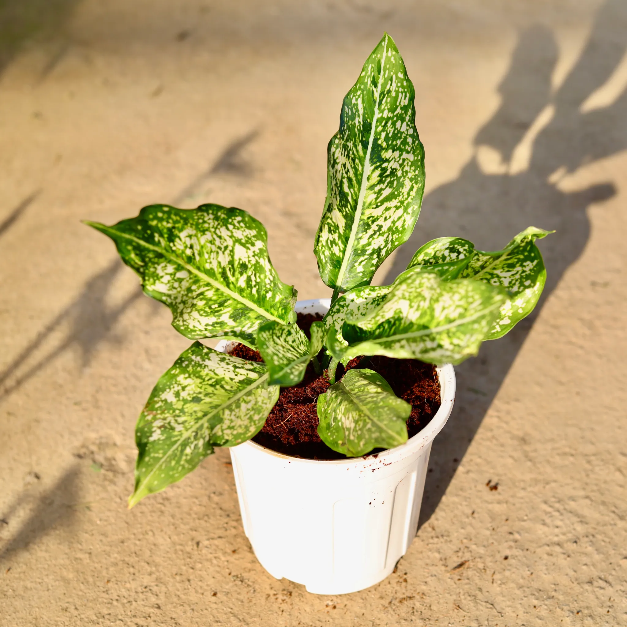 Aglaonema Snow White in 6 Inch White Super Nursery Pot