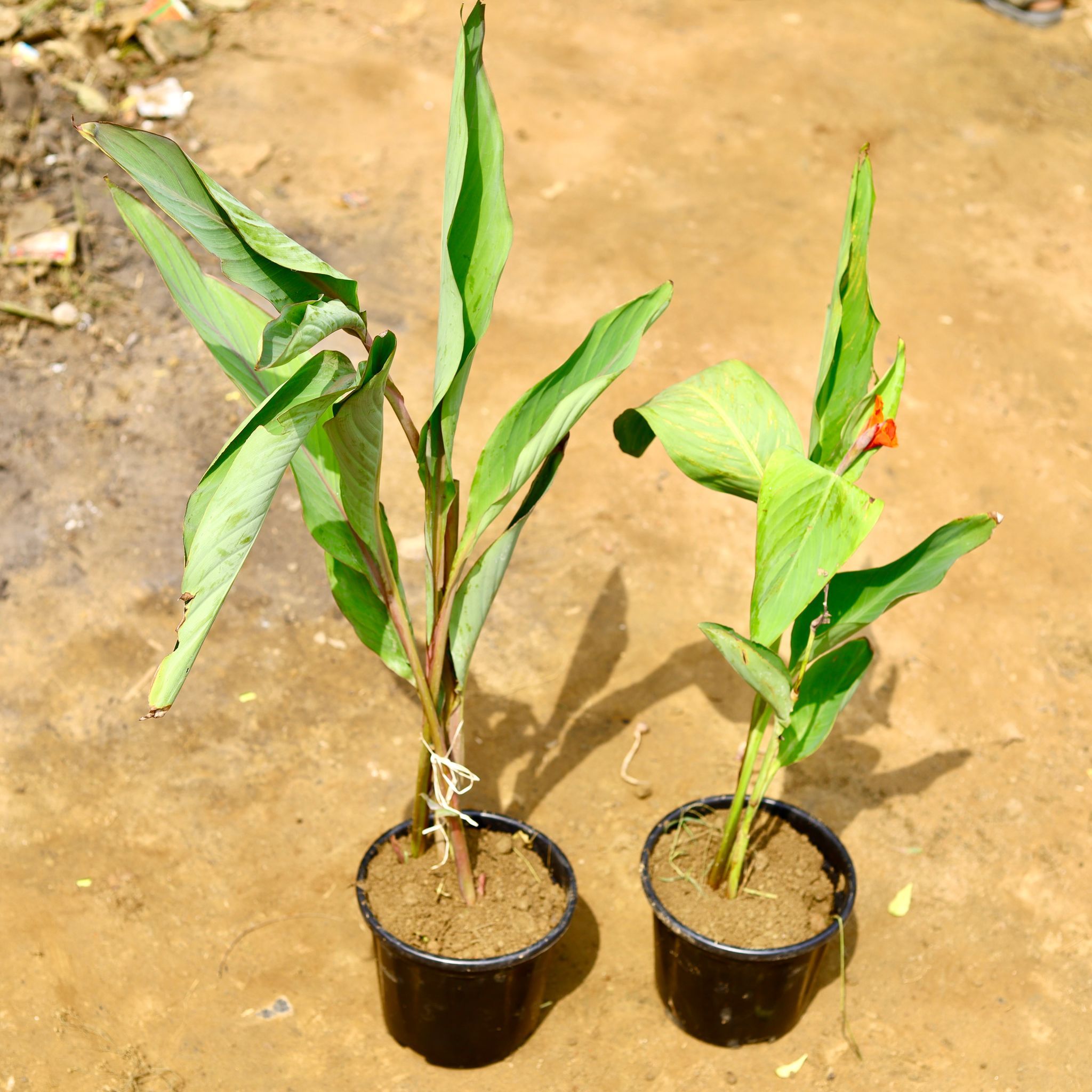 Set of 2 - Canna Lily / keli in 8 Inch Nursery Pot