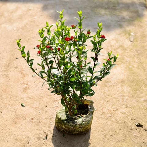 Ixora Red (Any Colour) in 7 Inch Live Plant Nursery bag