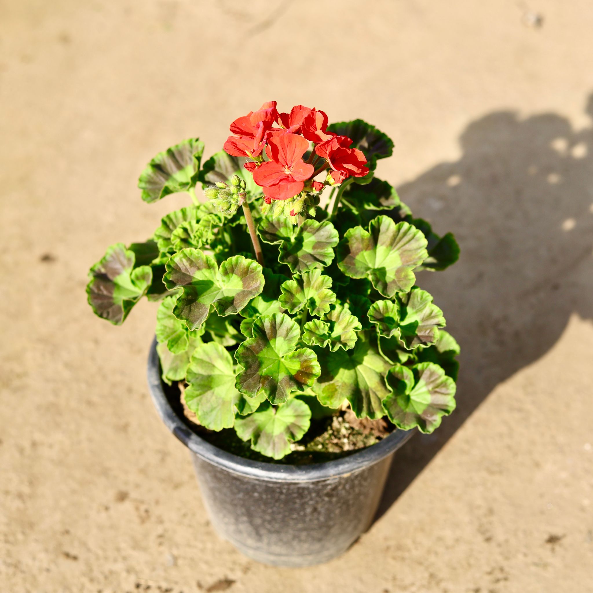 Geranium (Any colour) in 8 Inch Nursery Pot