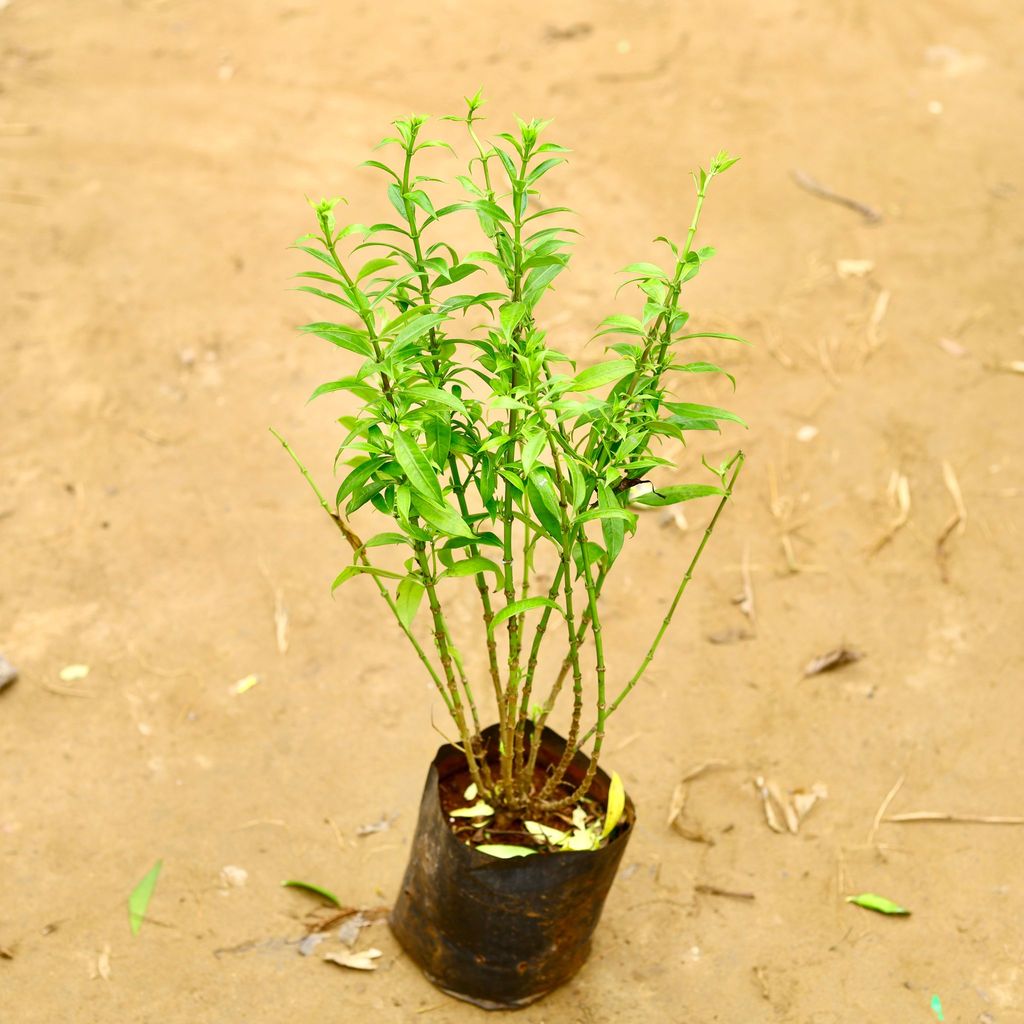 Allamanda in 8 Inch Nursery Bag