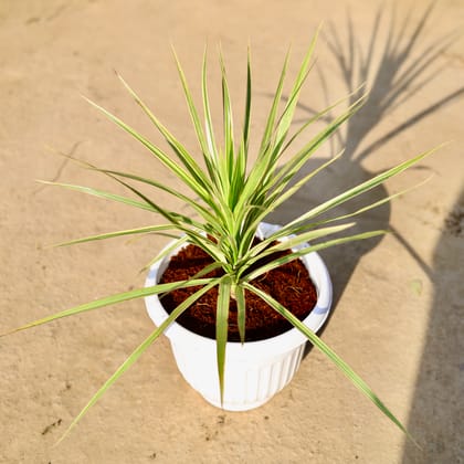 Buy Dracaena Colorama White in 8 Inch Terracotta White Olive Plastic Pot | Urvann.com