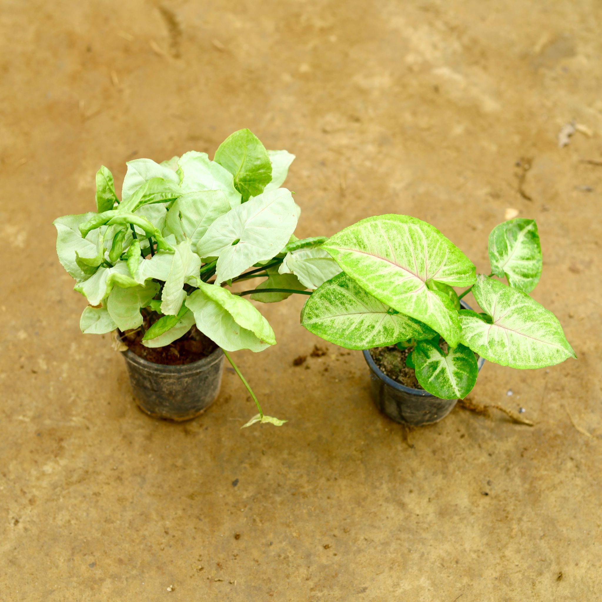 Set of 2 - Syngonium (White & Arrow Head) in 4 Inch Nursery Pot