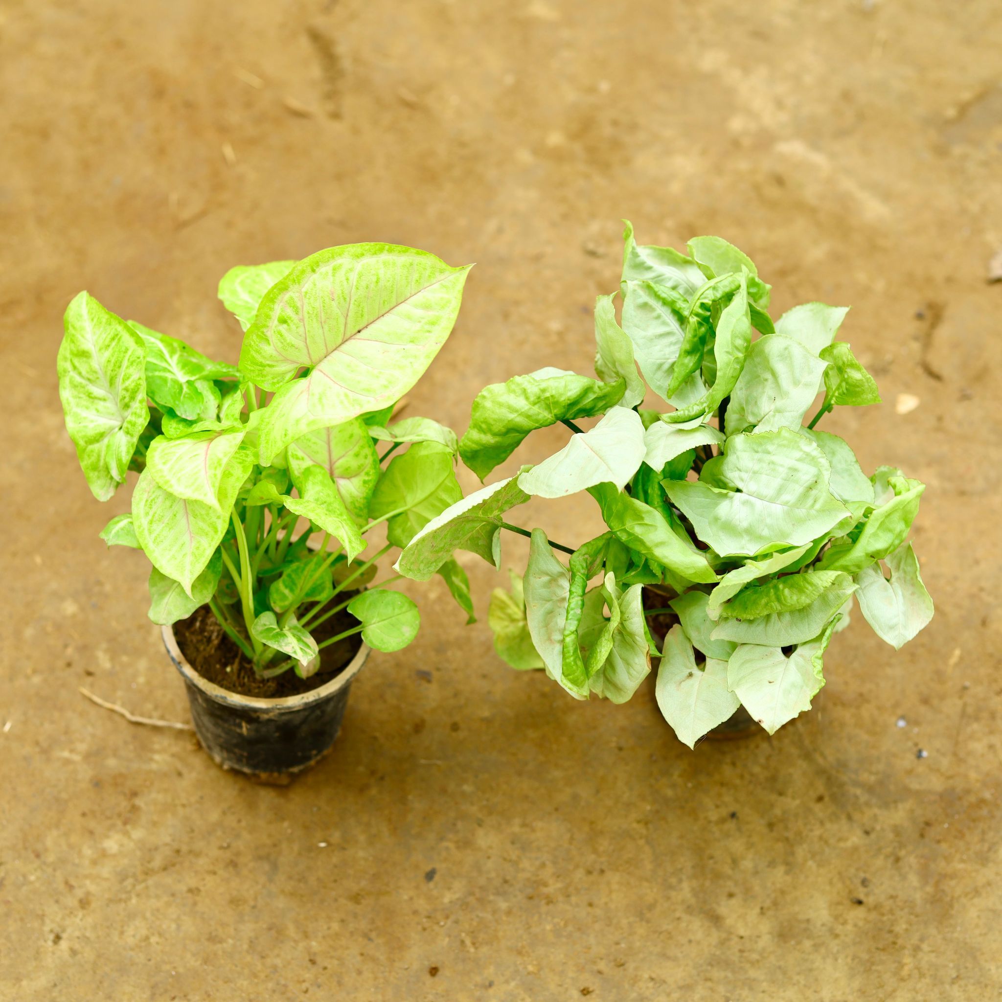 Set of 2 - Syngonium (Yellow & White) in 4 Inch Nursery Pot