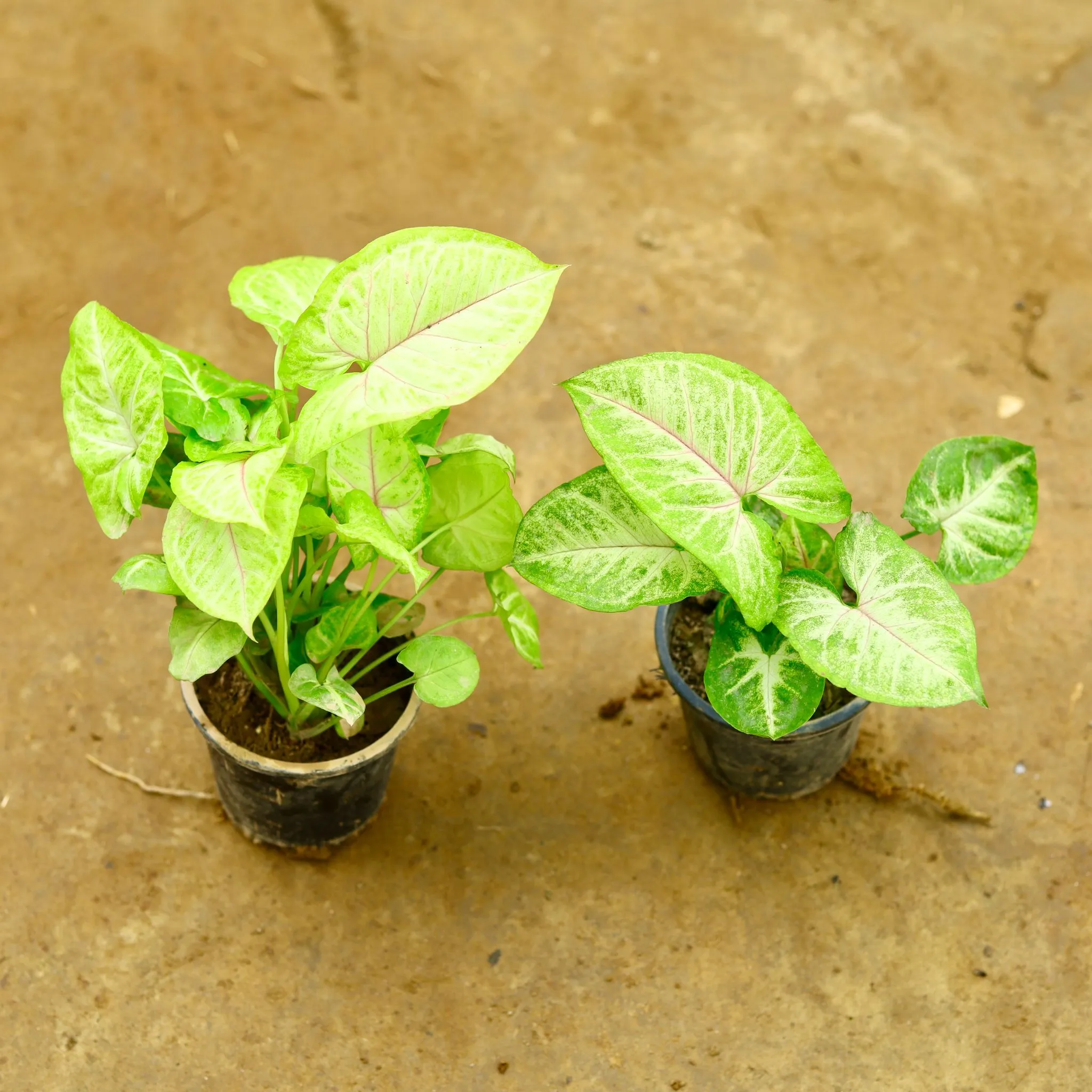 Set of 2 - Syngonium (Yellow & Arrow Head) in 4 Inch Nursery Pot