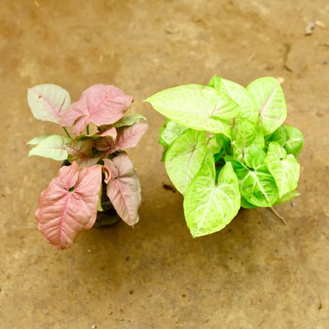 Set of 2 - Syngonium (Pink & Yellow) in 4 Inch Live Fresh Plant Nursery Pot in Pitampura