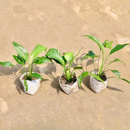 Buy Set of 3 - Peace Lily (Any Colour) in 4 Inch Nursery bag | Urvann.com