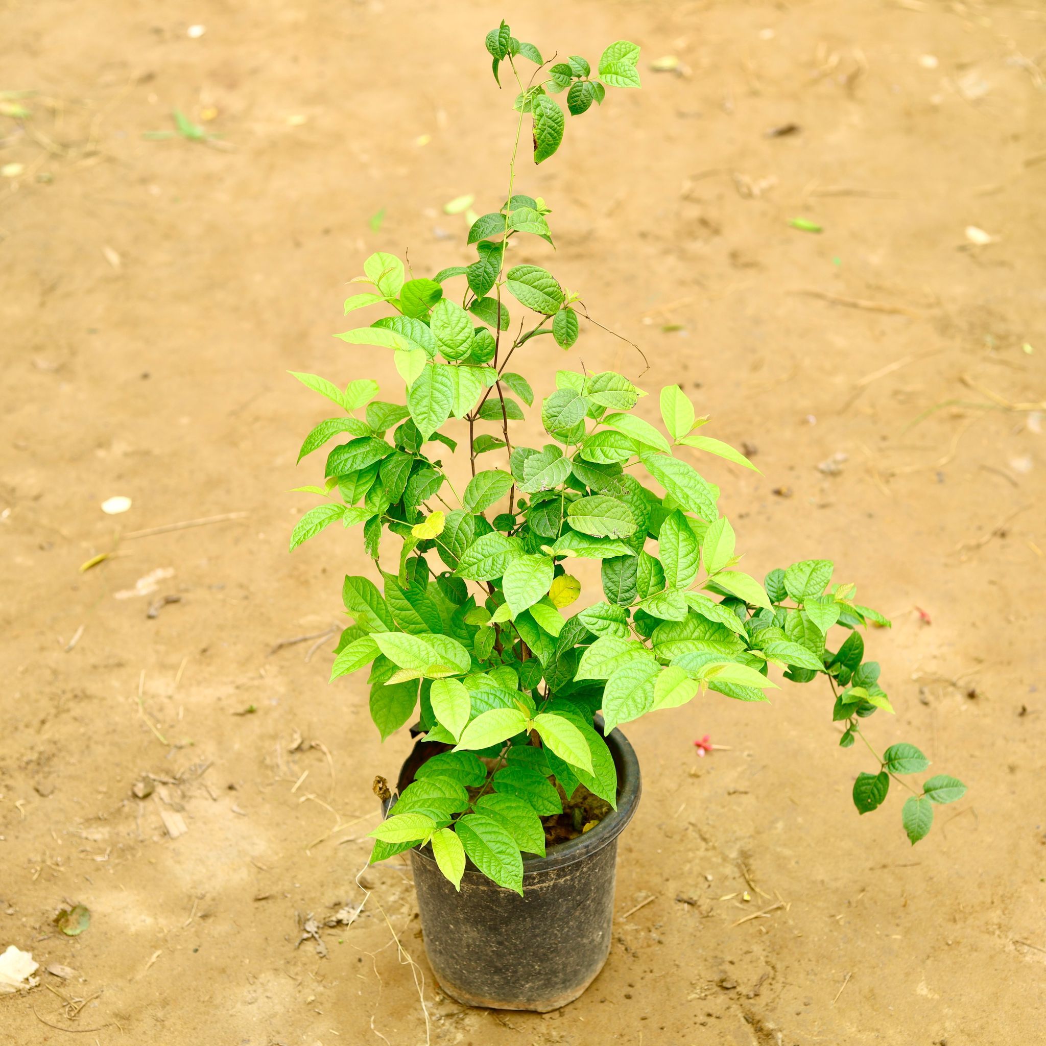 Madhu Malti dwarf in 8 Inch Nursery Pot