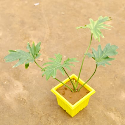 Buy Philodendron Selloum in 6 Inch Elegant Yellow Plastic Pot | Urvann.com