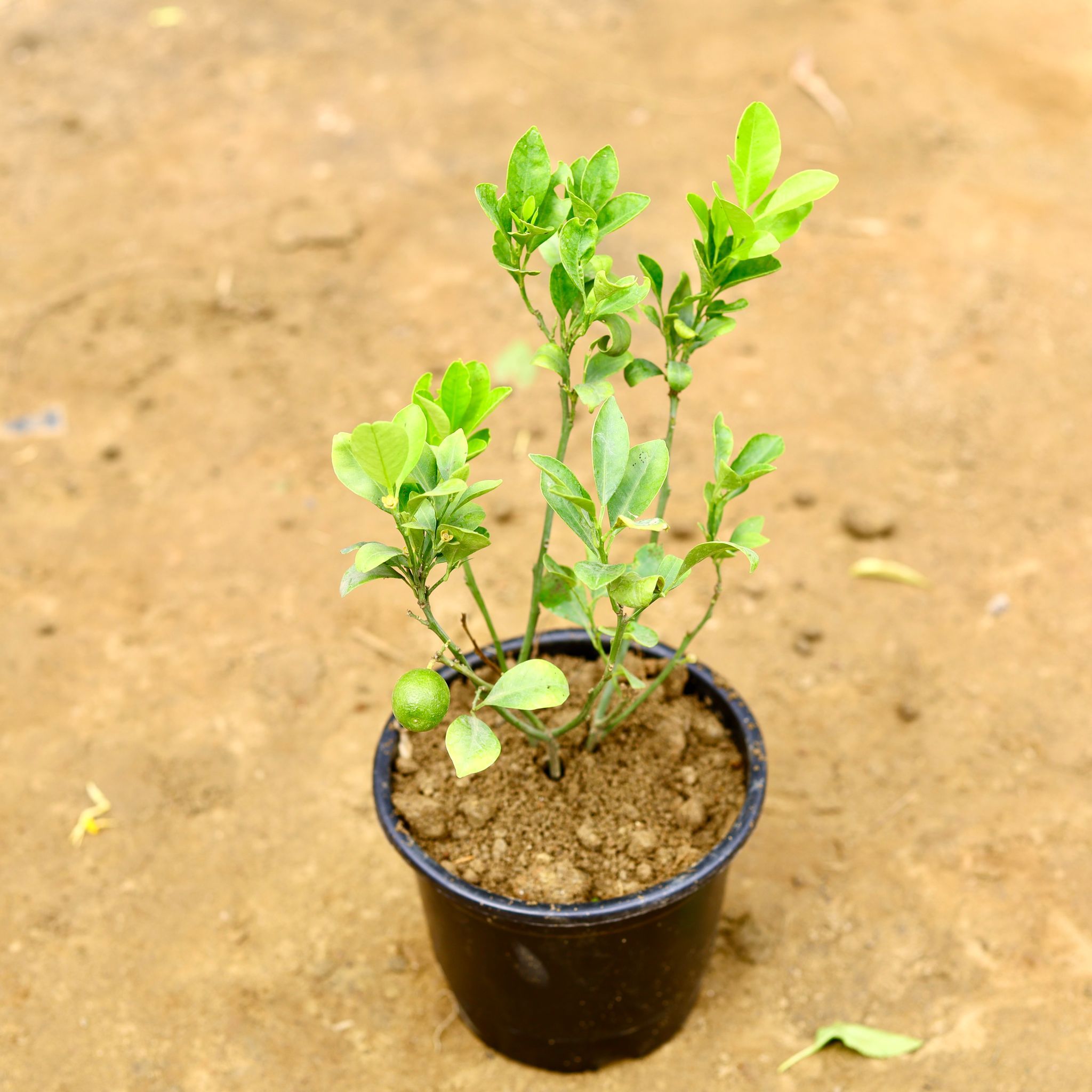 Narangi / China Orange in 8 Inch Nursery Pot