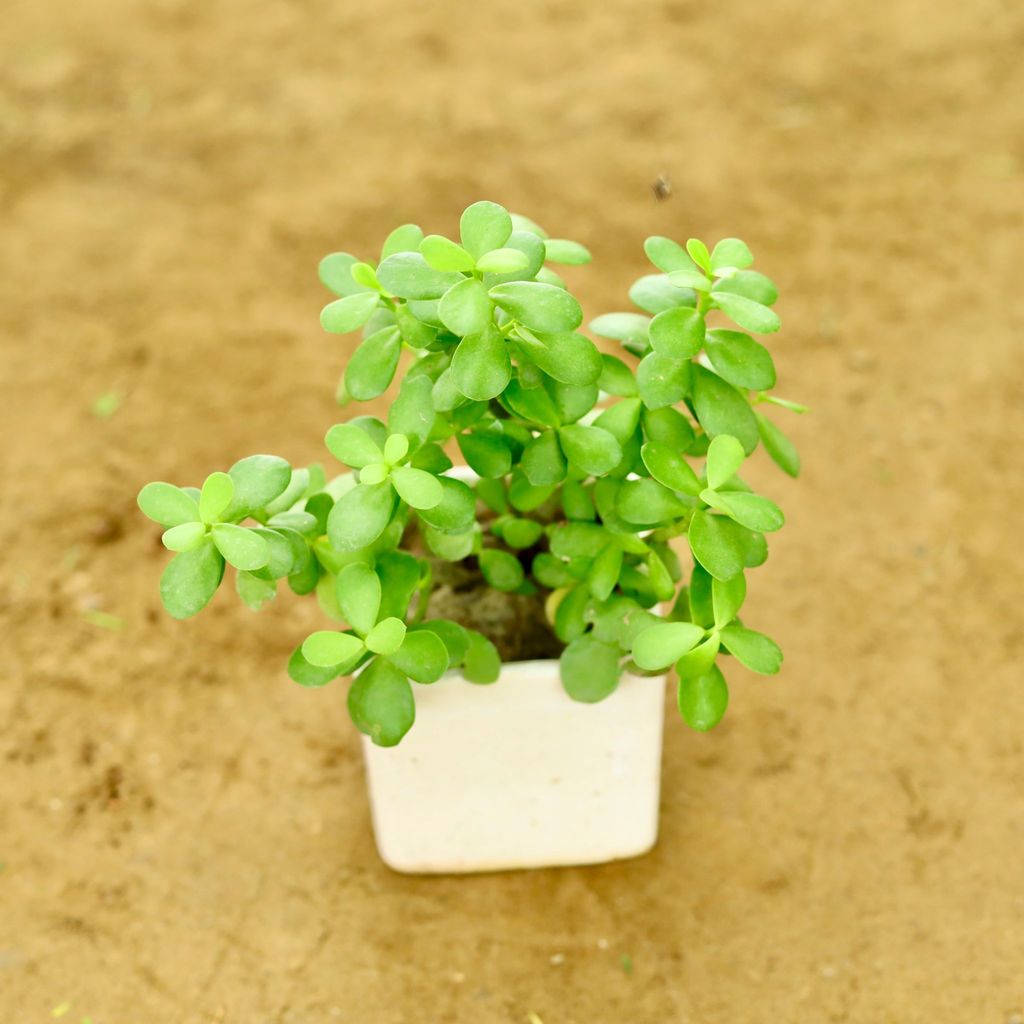 Buy Jungle Jade (Pune Variety) in 4 Inch Classy White Square Ceramic Pot Online | Urvann.com Jungle Jade (Pune Variety) in 4 Inch Classy White Square Ceramic Pot