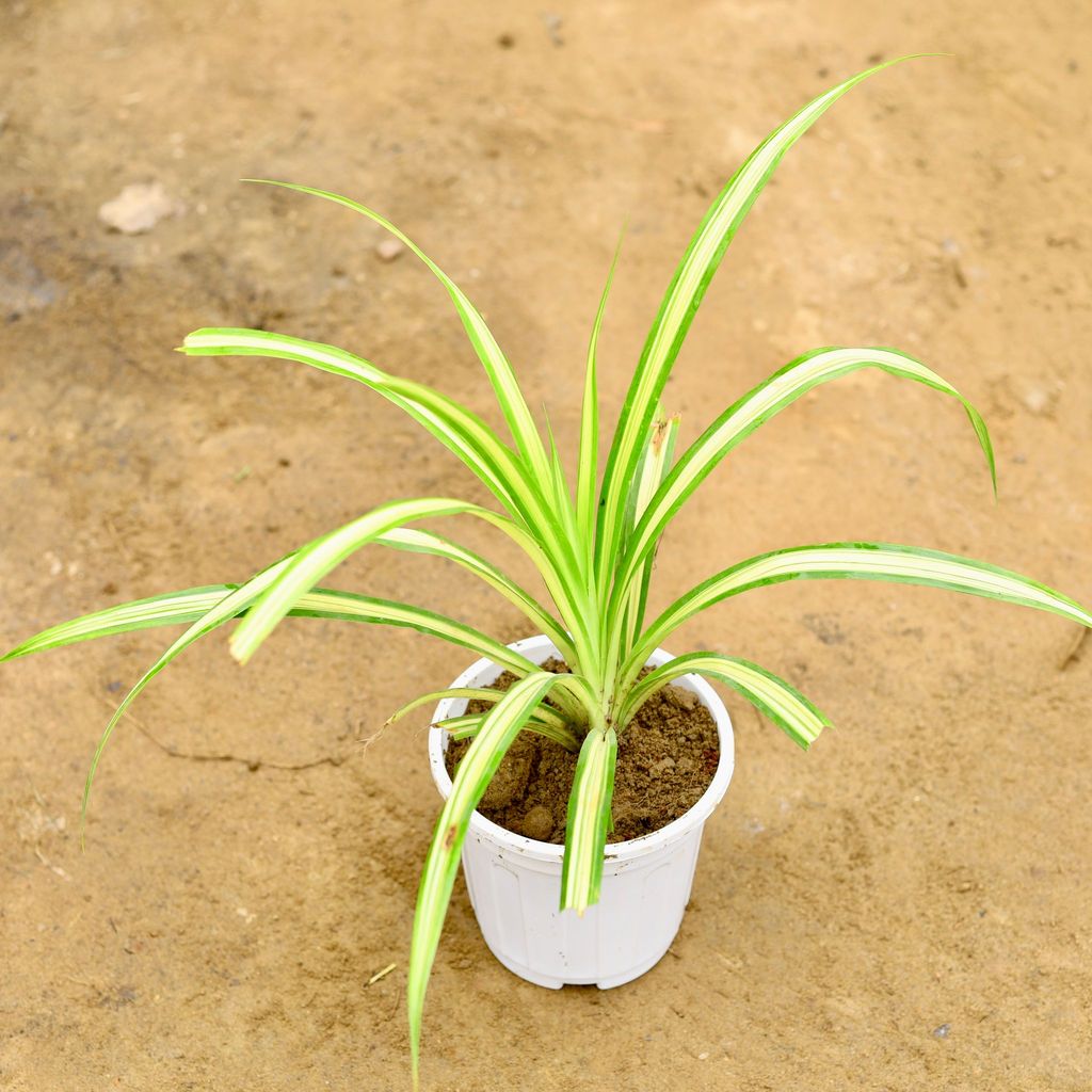 Buy Pandanus in 6 Inch Super White Nursery Pot Online | Urvann.com Pandanus / Screwpine in 6 Inch Super White Nursery Pot