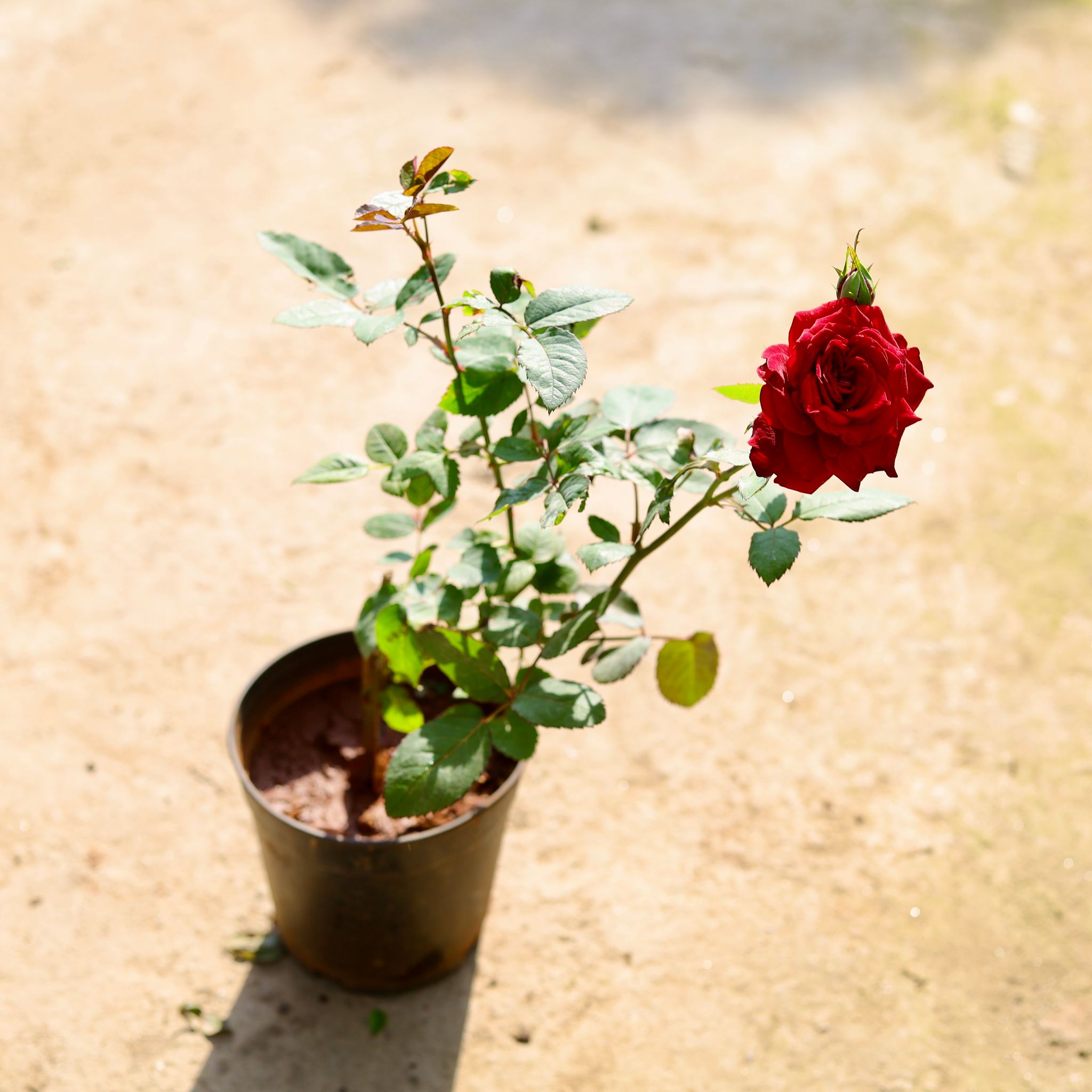 English Rose (Any Colour) in 6 Inch Nursery Pot